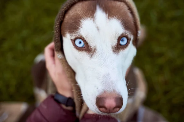 Husky v bílé hnědé barvě, modré oči, ostré uši. — Stock fotografie