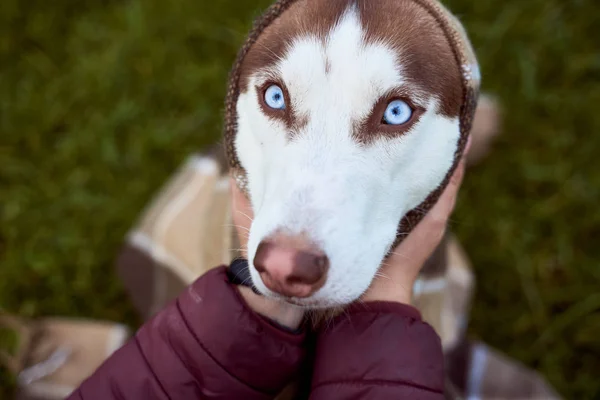 Husky in weißbrauner Farbe, blaue Augen, spitze Ohren. — Stockfoto