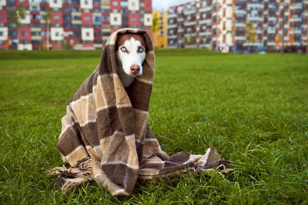 Husky na cor marrom branco, olhos azuis, orelhas agudas . — Fotografia de Stock