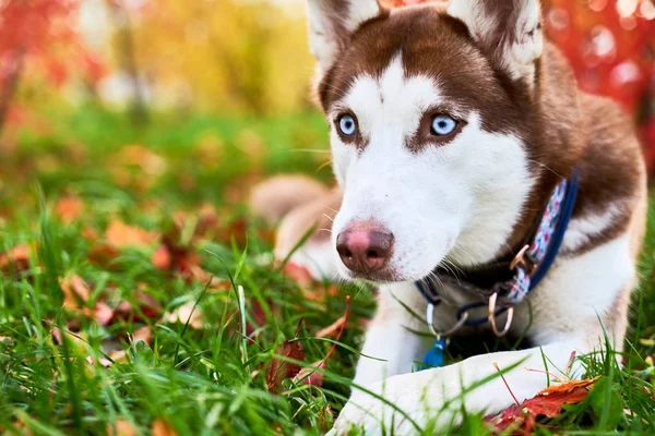 Husky v bílé hnědé barvě, modré oči, ostré uši. — Stock fotografie