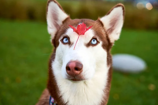 Husky na cor marrom branco, olhos azuis, orelhas agudas . — Fotografia de Stock