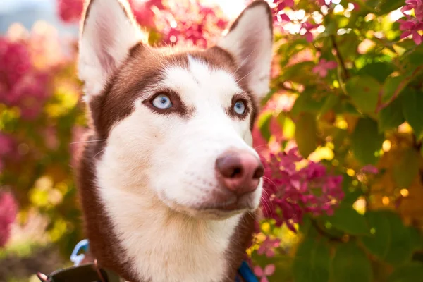 Husky fehér barna színű, kék szem, akut fülek. — Stock Fotó