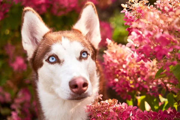 Хаскі в біло-коричневому кольорі, блакитні очі, гострі вуха . — стокове фото