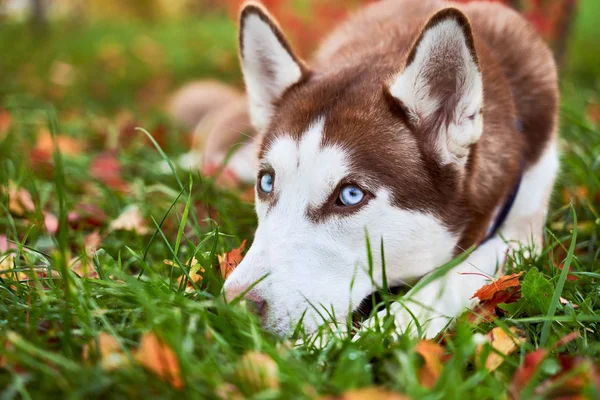 Husky na cor marrom branco, olhos azuis, orelhas agudas . — Fotografia de Stock