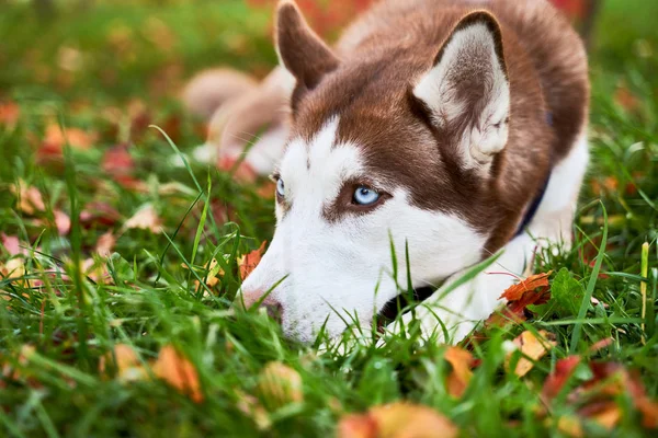 Husky fehér barna színű, kék szem, akut fülek. — Stock Fotó