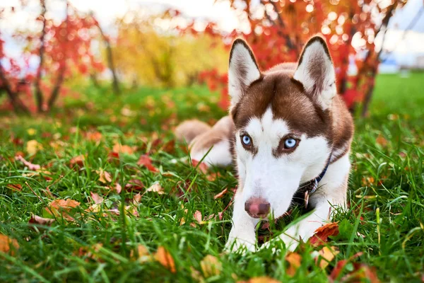 Husky fehér barna színű, kék szem, akut fülek. — Stock Fotó