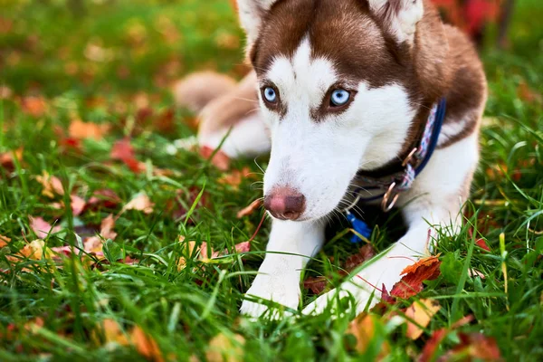 Husky na cor marrom branco, olhos azuis, orelhas agudas . — Fotografia de Stock