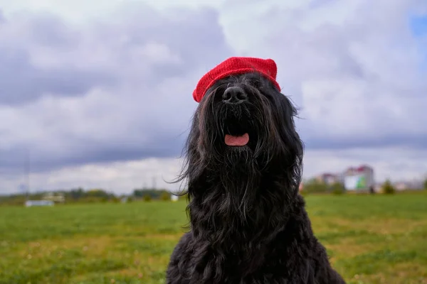 Grote Terrier van Zordan zwart zit op het veld in hoed — Stockfoto