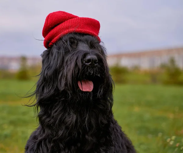 Duży Terrier Zordan czarny siedzi na polu w kapeluszu — Zdjęcie stockowe