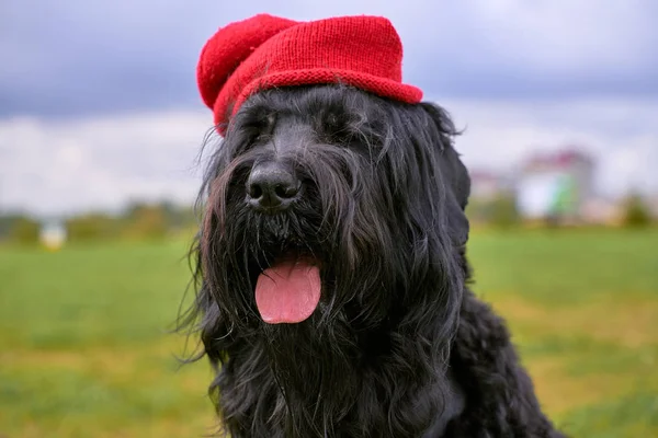 Grote Terrier van Zordan zwart zit op het veld in hoed — Stockfoto