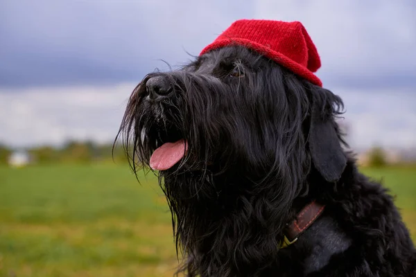 Grote Terrier van Zordan zwart zit op het veld in hoed — Stockfoto