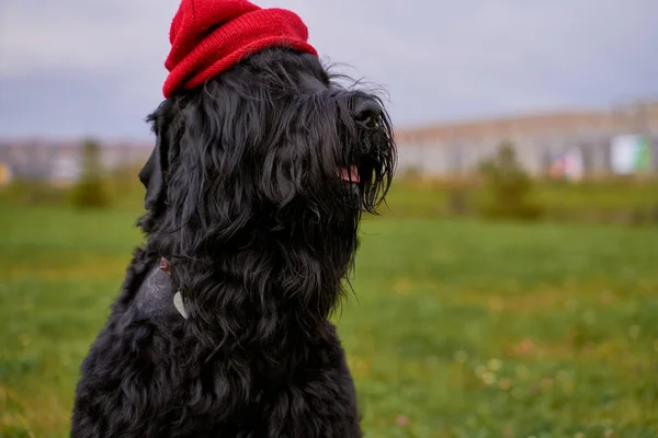 Grote Terrier van Zordan zwart zit op het veld in hoed — Stockfoto