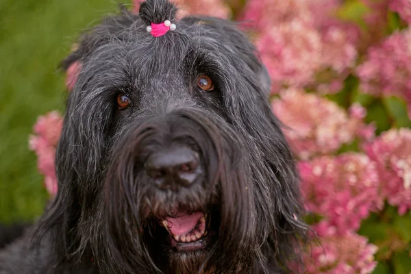 Ansichtkaart Terrier Zordan Zwart in hortensia bloemen — Stockfoto