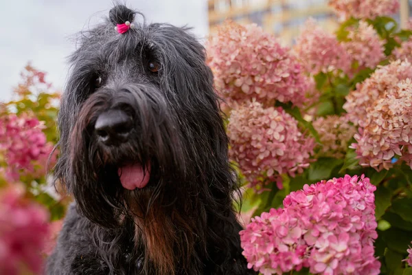 Ansichtkaart Terrier Zordan Zwart in hortensia bloemen — Stockfoto