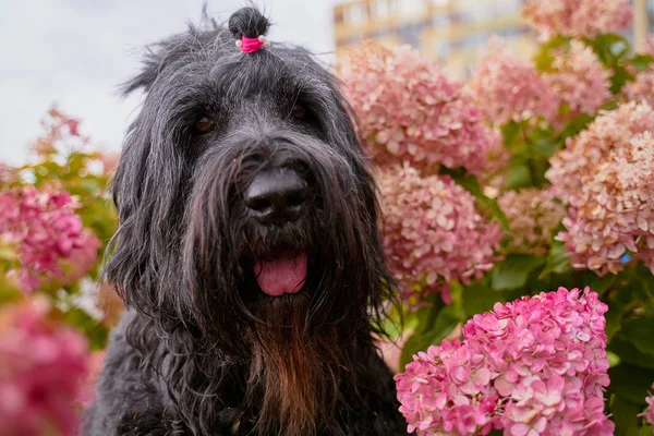 Ansichtkaart Terrier Zordan Zwart in hortensia bloemen — Stockfoto