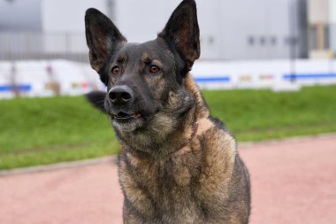 shepherd dog anxiously looks away, barks at enemy