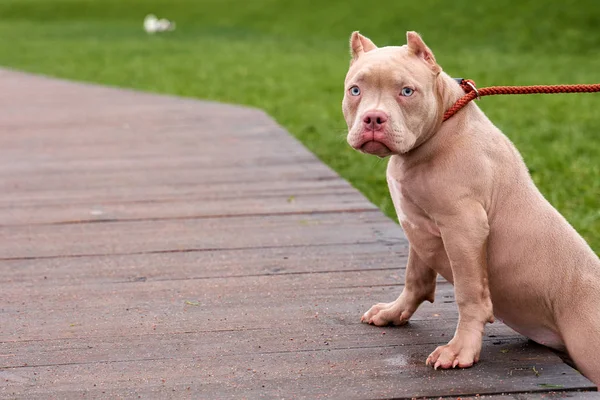 American bully peach color Empty space for ads