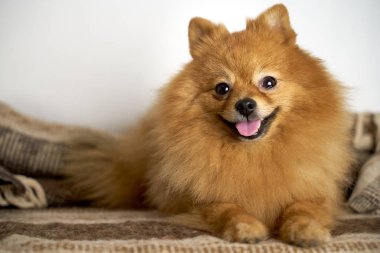 German Spitz turns head on side smiles laughs