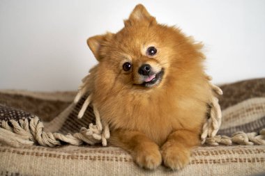 German Spitz turns head on side smiles laughs