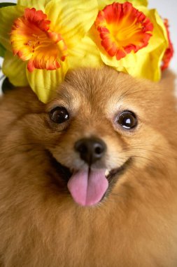 photo of German Spitz Wears wreath of flowers