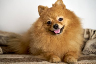 German Spitz turns head on side smiles laughs