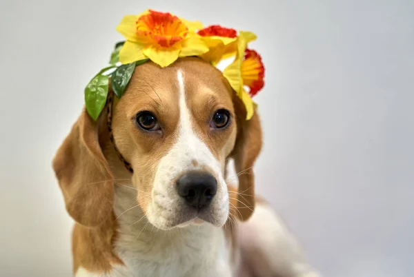 Ginger-colored Beagle wears wreath flower long ear — Stok fotoğraf