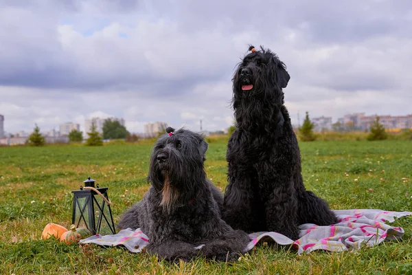 Twee grote massieve honden zitten op gras in Park Autumn — Stockfoto