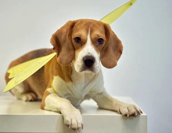 Gember gekleurde Beagle draagt vlinder vleugel lente — Stockfoto