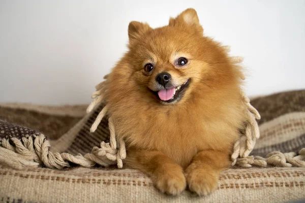 German Spitz turns head on side smiles laughs