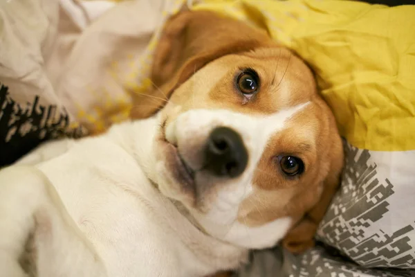 Beagle lying in bed blanket pillow preparing bed — Stockfoto