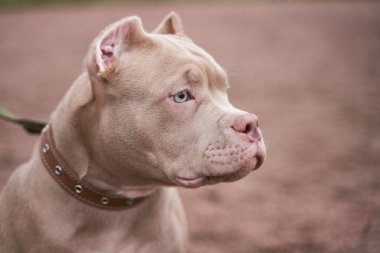 American bully muzzle in profile looks free space