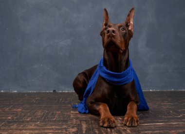 Doberman wears scarf, lying on floor, look up