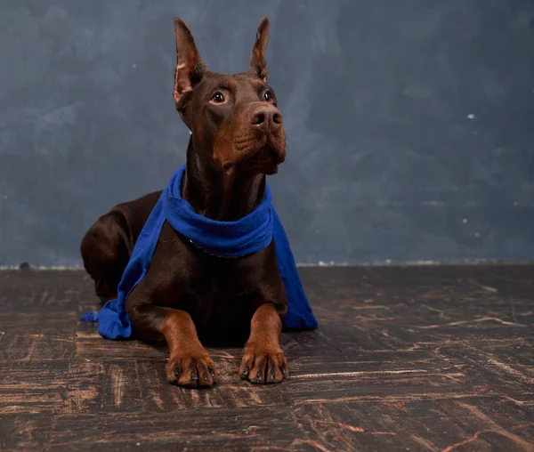 Doberman wears scarf, lying on floor, look up — Stok fotoğraf