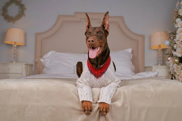 Doberman liggend op bed, met modieuze trui aan — Stockfoto