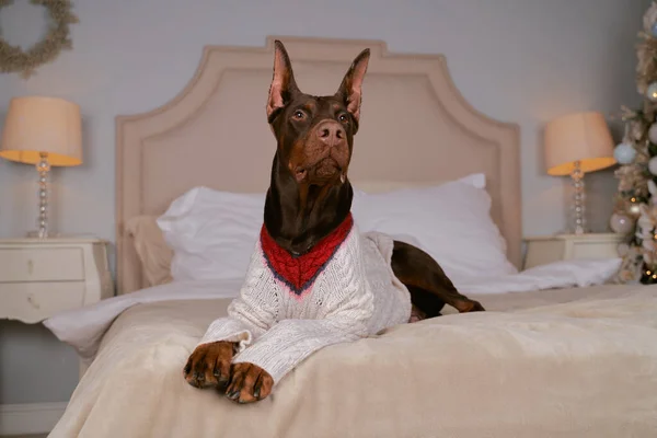 Doberman liggend op bed, met modieuze trui aan — Stockfoto