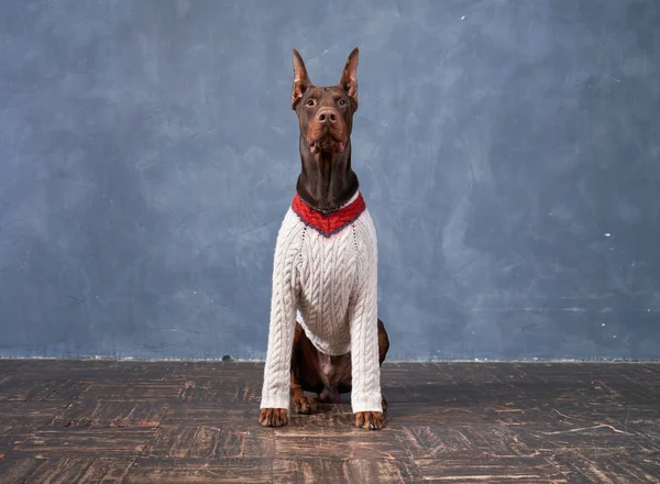 Dog brown color wears fashion knitted sweater — Stok fotoğraf