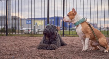 Zordan siyahi ve savaşçı Terrier birlikte yürüyor