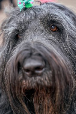 Büyük Teriyer Zordan Black sahada mutlu.