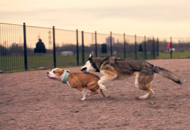 Temiz havada köpekleri dolaştırmak. Evcil hayvanları gezdir