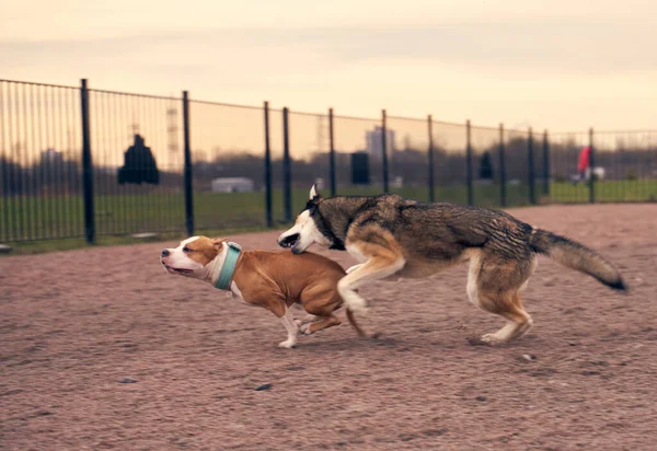 Cani da passeggio all'aria aperta. passeggiata Animali domestici — Foto Stock