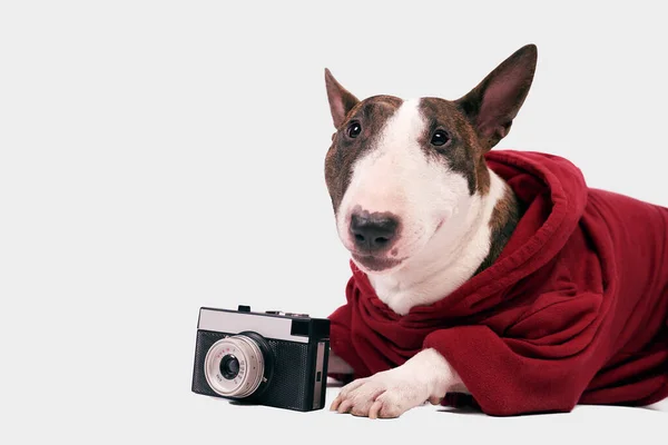 Leuke stier Terrier met vintage camera, ruimte tekst — Stockfoto