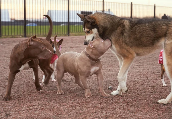 Temiz havada köpekleri dolaştırmak. Evcil hayvanları gezdir