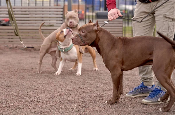 Temiz havada köpekleri dolaştırmak. Evcil hayvanları gezdir