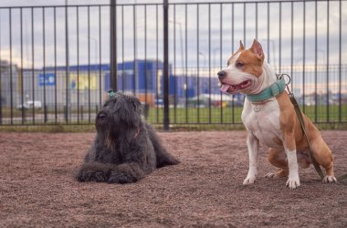 Zordan siyahi ve savaşçı Terrier birlikte yürüyor