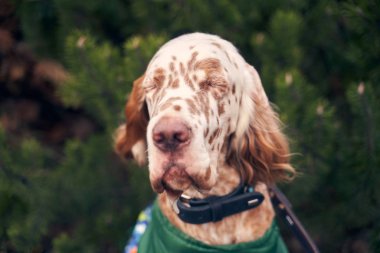 Kıvırcık kulaklı kahverengi köpek.