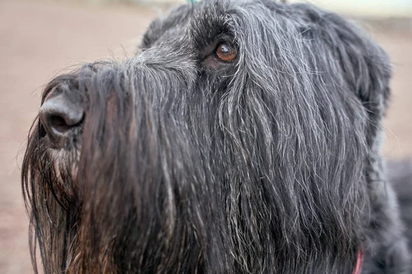 Large Terrier of Zordan black sits on field happy Stock Picture