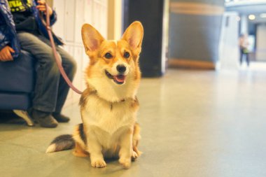 Köpek ünvan için sergileniyor. hayvan görüntüsü