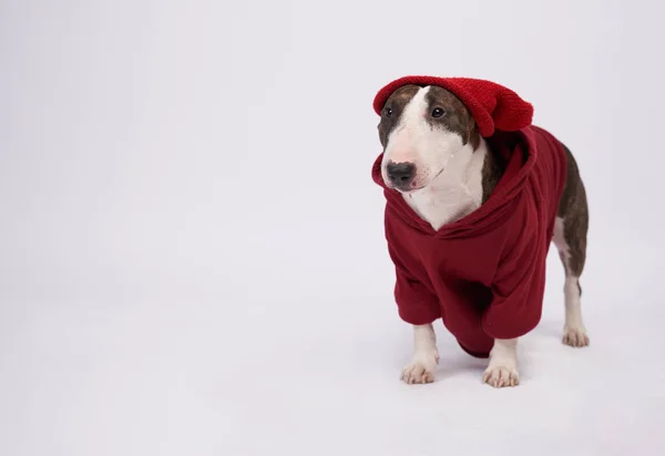 Modieuze hond draagt rode capuchon, stier Terrier — Stockfoto