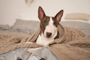 Battaniyeyle kaplanmış, yatakta yatan köpek resmi.