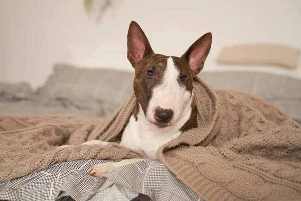 Foto van hond liggend in bed, bedekt met deken — Stockfoto